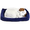 - jack russell 96347