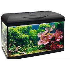 Amtra Acquario Basic Led 60 Spedizione Gratis 1°