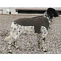 - cappotto montreal marrone 25 cm