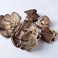 funghi pleurotus ostreatus 500 g