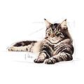 maine coon cat busta multipack 48x85g carni e derivati