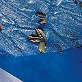 copertura termica per piscina tondo 773320 in polietilene blu ø 550 cm