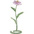 florere peonia