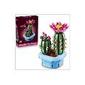 costruzioni botanicals cactus in fiore 11509