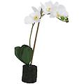orchidee bianche s