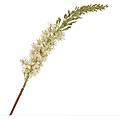 eremurus bianco
