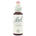 bach gorse 20 ml
