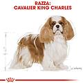 cavalier king spaniel adult alimento completo per cani di razza adulti e maturi oltre 10 mesi di